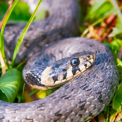 Snake Removal